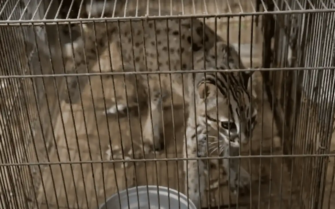 Releasing Javanesse Wild Cat to Arista Montana Forest