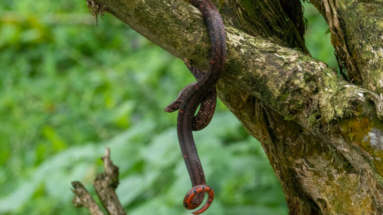 Jangan panik, Ini 7 Jenis Ular Pemakan Serangga Yang Tidak Berbisa