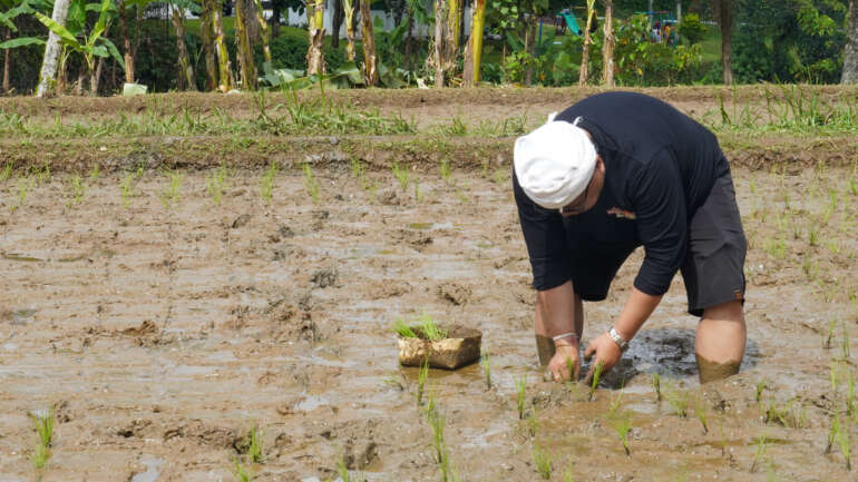 Menanam Padi Bersama, Kisah Kembalinya Nilai Sakral Beras