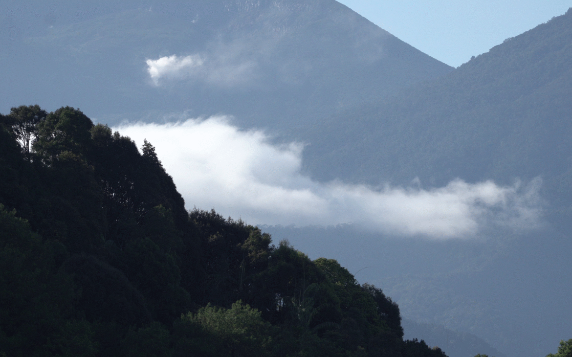 Struktur Berlapis Hutan Paseban Dari Puncak Emergent Hingga Lantai Hutan