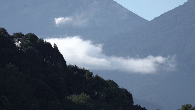 Struktur Berlapis Hutan Paseban Dari Puncak Emergent Hingga Lantai Hutan