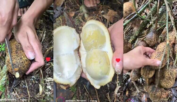 Viral Kacang Tanah Raksasa dari Kalimantan, Ahli Jelaskan Penyebab Tanaman Dapat Berukuran Besar