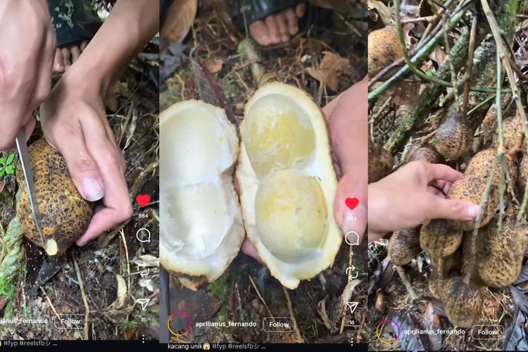 Viral Kacang Tanah Raksasa dari Kalimantan, Ahli Jelaskan Penyebab Tanaman Dapat Berukuran Besar