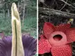 Perbedaan Bunga Bangkai dan Raflesia, Dua Flora Langka yang Kerap Disangka Sama