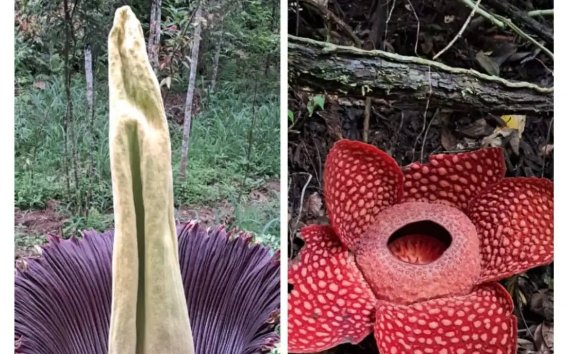 Perbedaan Bunga Bangkai dan Raflesia, Dua Flora Langka yang Kerap Disangka Sama