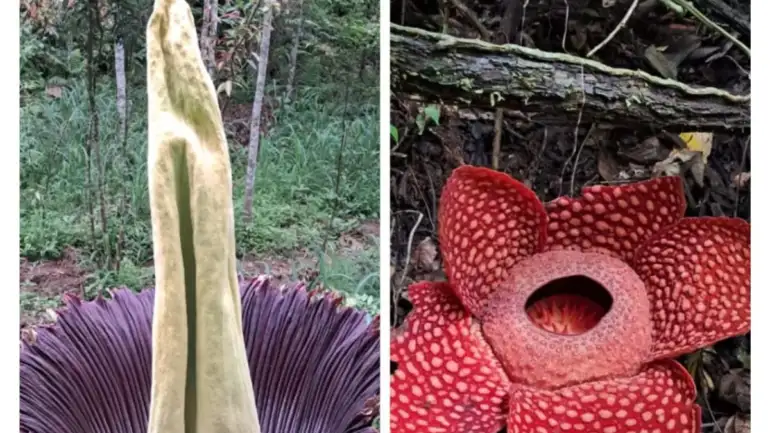 Perbedaan Bunga Bangkai dan Raflesia, Dua Flora Langka yang Kerap Disangka Sama