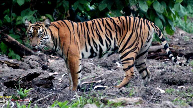 Populasi Menyusut, Habitat Terpecah, Masa Depan Harimau Sumatra