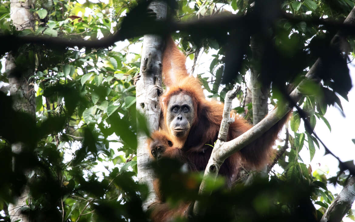 Habitat Orangutan Tapanuli Ditemukan di Hutan Lumut, Terancam Ekspansi Sawit
