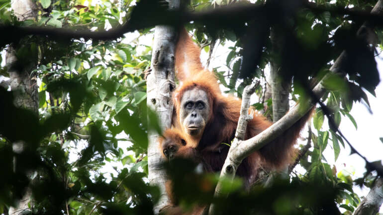 Habitat Orangutan Tapanuli Ditemukan di Hutan Lumut, Terancam Ekspansi Sawit
