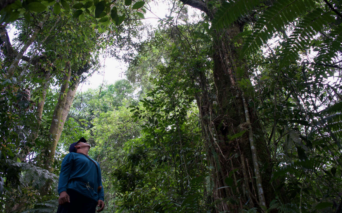 Upaya Pelestarian Keanekaragaman Hayati di Mega Mendung Terus Diperkuat
